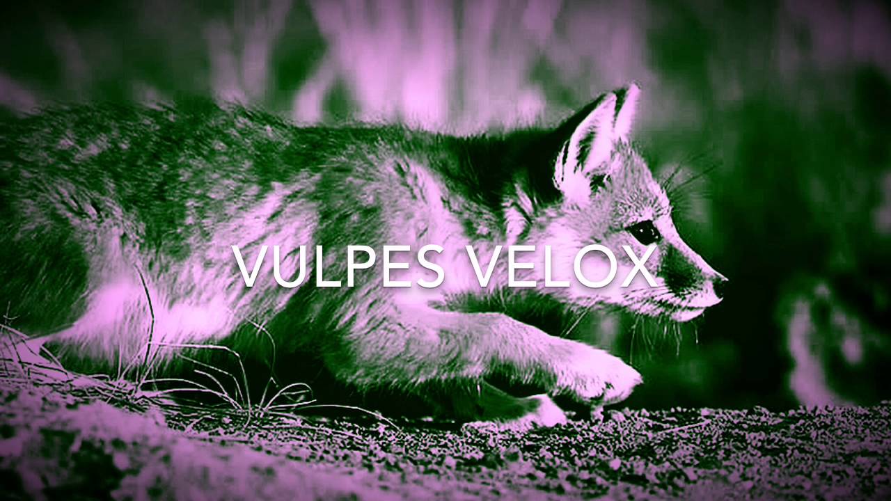 Vulpes Velox