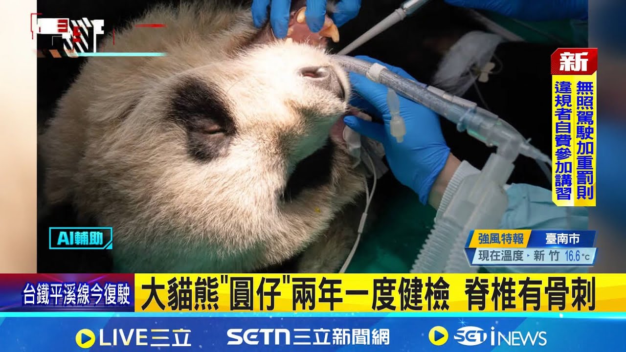 大貓熊