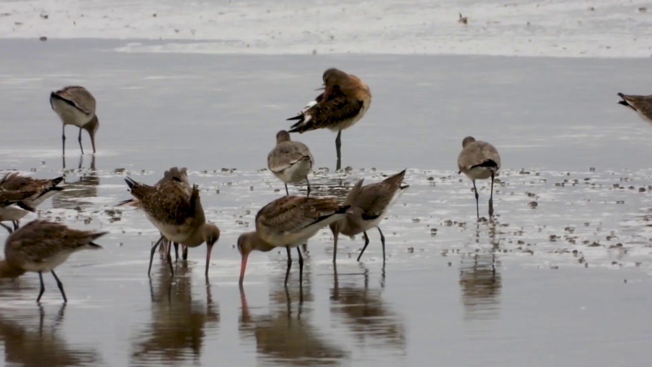 Black-tailed Godwits on the Shannon estuary
