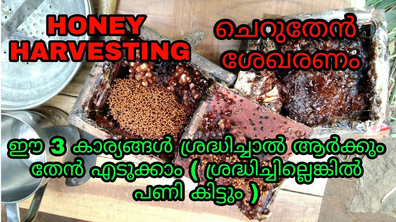 ചെറുതേൻ ശേഖരണം, honey collecting, ചെറുതേൻ വളർത്തുന്നവർ നിർബന്ധമായും കാണേണ്ട വീഡിയോ