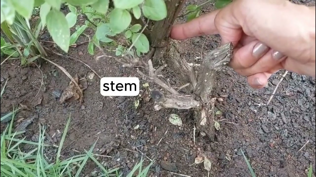 Vocabulário de jardinagem em inglês - 06 - partes da planta
