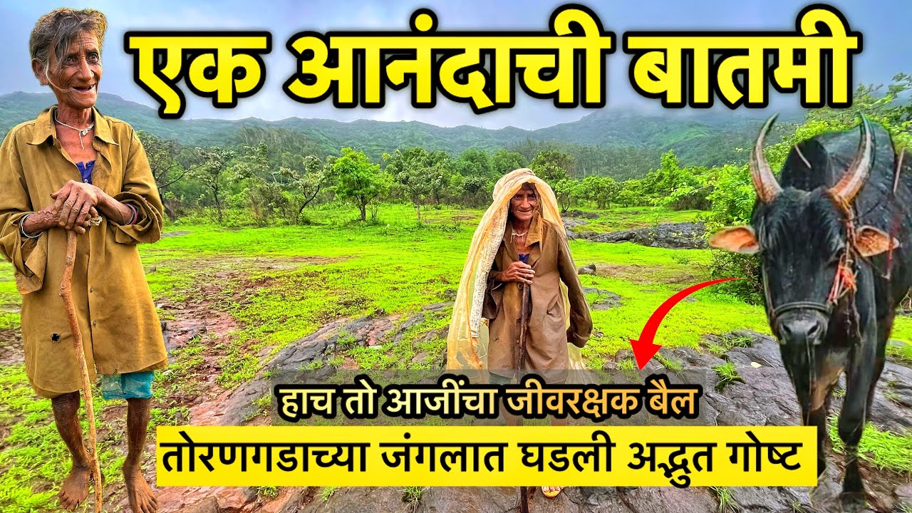 आजींना स्वतःच्या प्राणापेक्षा प्रिय असणारा बैल चमत्कारिक रित्या सापडला | कुठे होता ? कसा सापडला ? 🛖😳