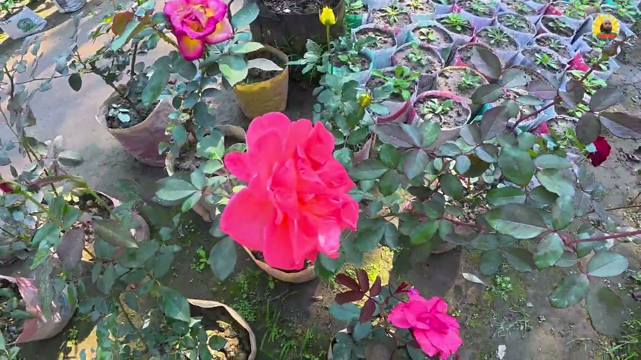 না দেখলে মিস প্রিথিবিতে কত জাতের ফুল আছে