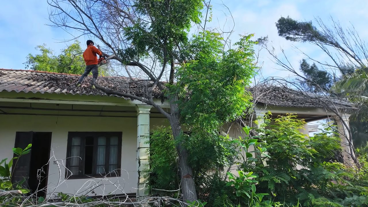 Deep Clean From Jungle To Home 🌿 Most Satisfying Transformation Ever