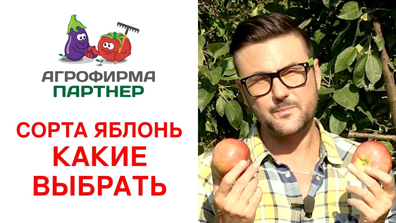 СОРТА ЯБЛОНЬ. КАКИЕ ВЫБРАТЬ?