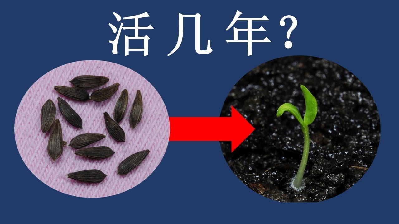 蔬菜种子能保存几年？答案你肯定想不到