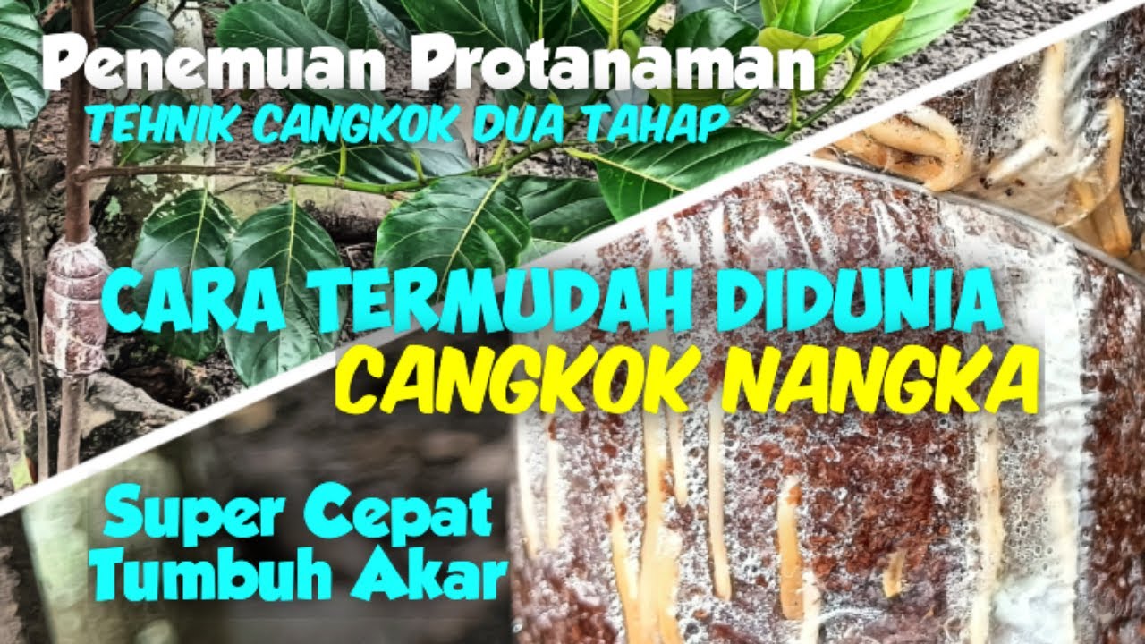 Cangkok Batang Tanaman Buah Nangka Menggunakan Tehnik Cangkok Dua Tahap