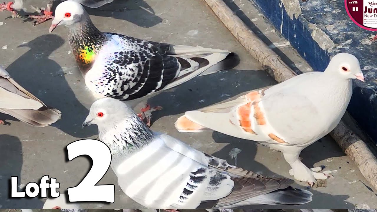Abba Sharik  K Ghar K Baday Pattay (Loft 2) | Delhi Ki Kabootar Bazi | Racing Pigeon