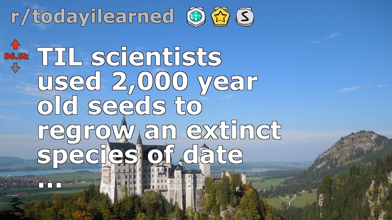 TIL scientists used 2,000 year old seeds to regrow an extinct species of date ...