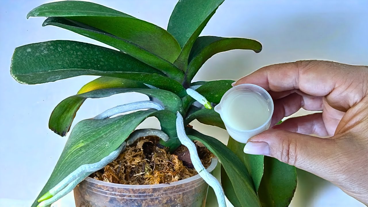 👍 Ein Wundermittel für reichlich blühende Orchideen! Wach auf, schlafende Orchideen!
