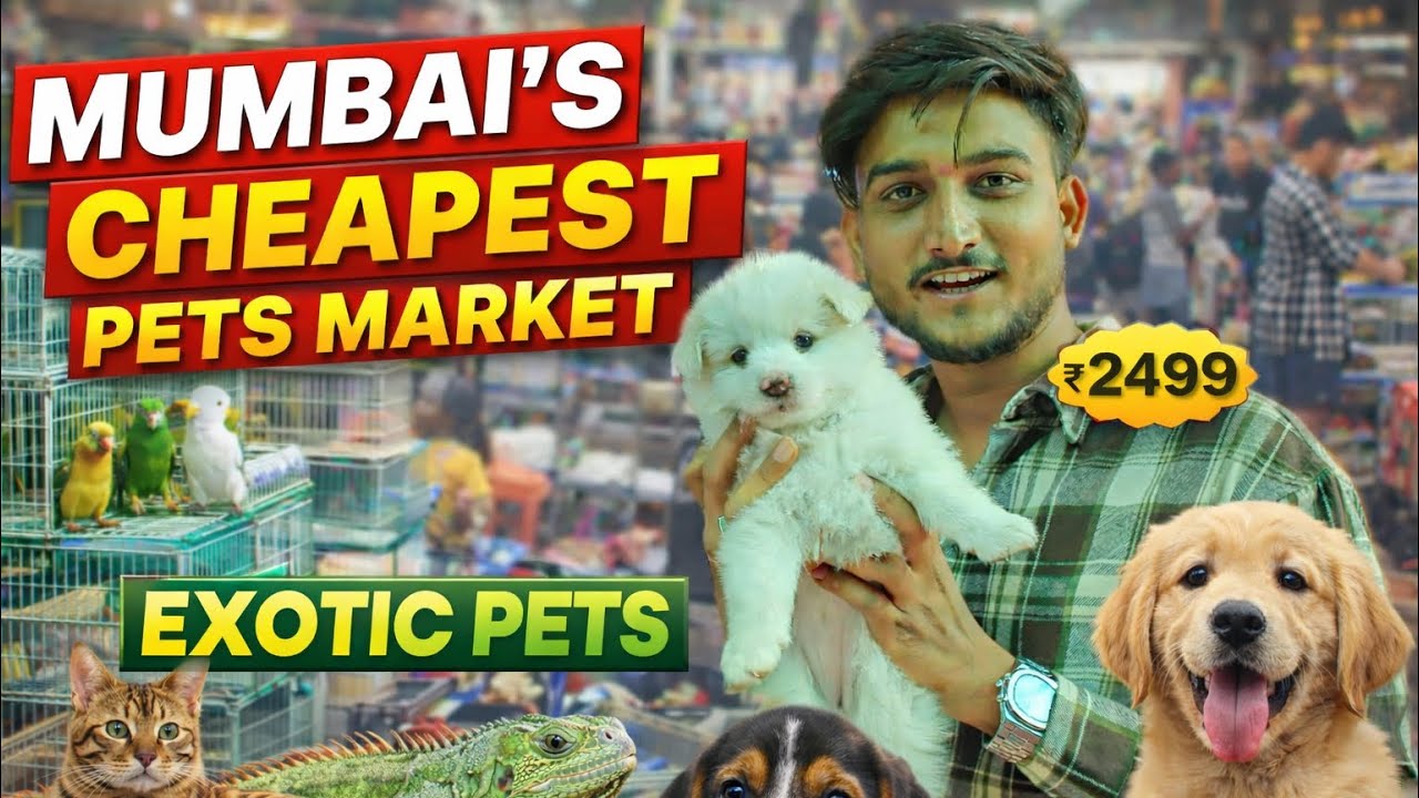 Mumbai’s Cheapest Pets Market | Exotic Pets at Amazing Prices | Crawford Market