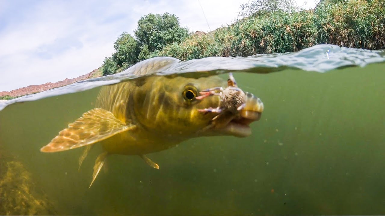 Yellowfish on the Flexo