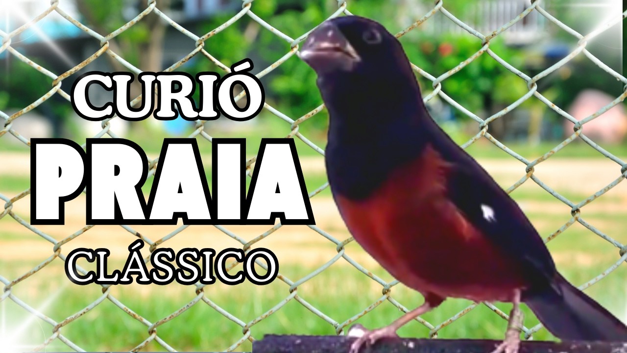 Cantando praia cl&aacute;ssico!
