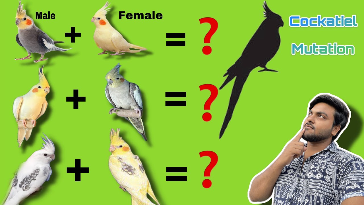 Cockatiel Birds Mutation Information | Best Breeding To Best Cockatiel Birds Mutation |