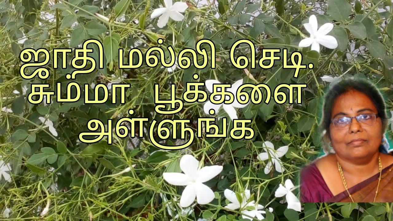 How to grow Jasmine plant | Jathi malli chedi Maadi thottam #mullai #viral #terracegarden #flowers