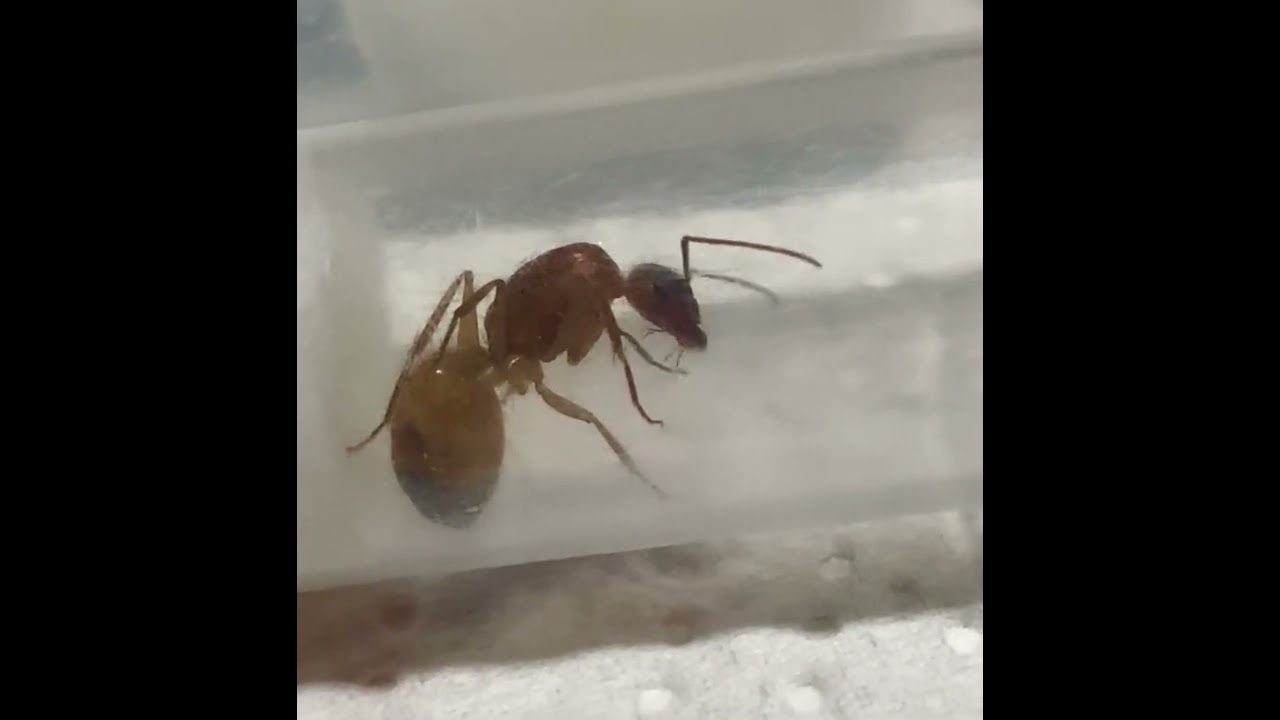 Camponotus Baldaccii #ants #ant #antkeeper #antkeeping #insect #insects #nature #natura #camponotus
