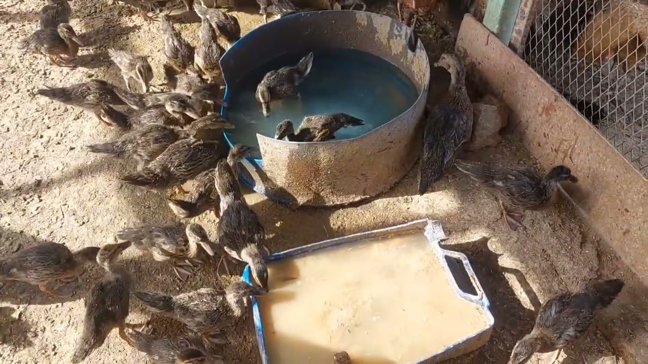 ducks baby favourite food ! Ducklings first feed after hatching !Care of Duck