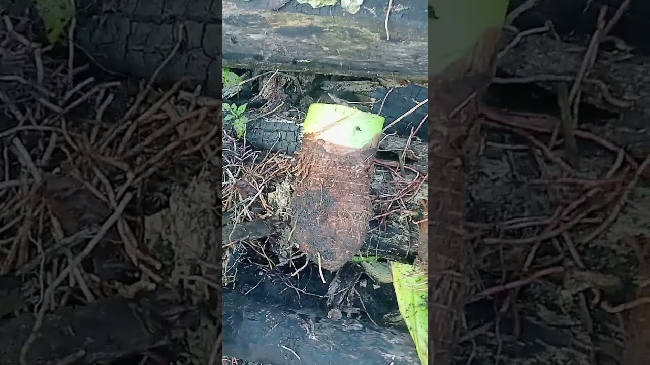 Te invito a cosechar malanga y te contare como sembrarlo