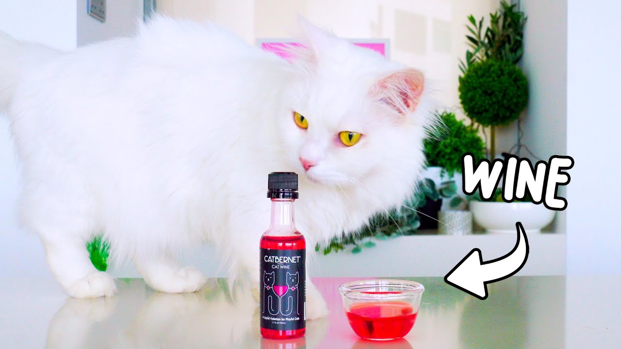 Cats Try Liquid Catnip | Compilation