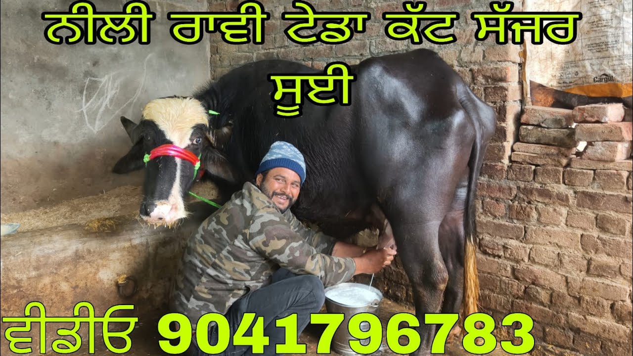 ਨੀਲੀ ਰਾਵੀ ਸੱਜਰ ਸੁਈ  ਫੋਨ ਨੰਬਰ 9815965751