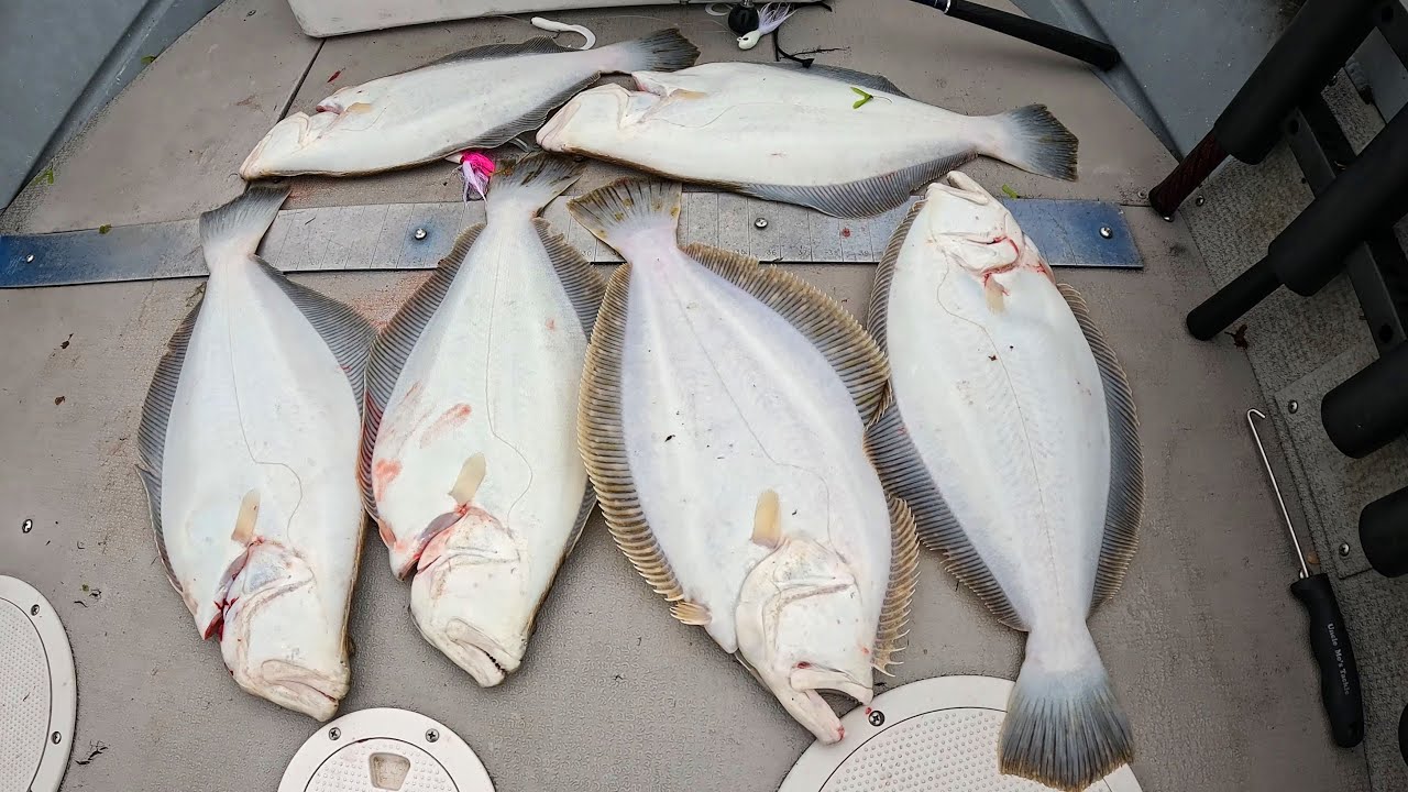 Summer Flounder (Fluke) Limit - Most Baitfish I've Seen in Years!