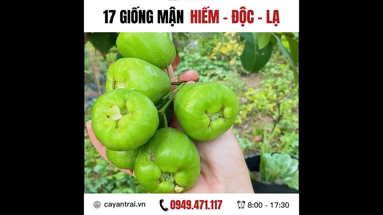 17 giống mận Hiếm - Độc - Lạ, nhiều giống chỉ có tại Hoàng Long Garden