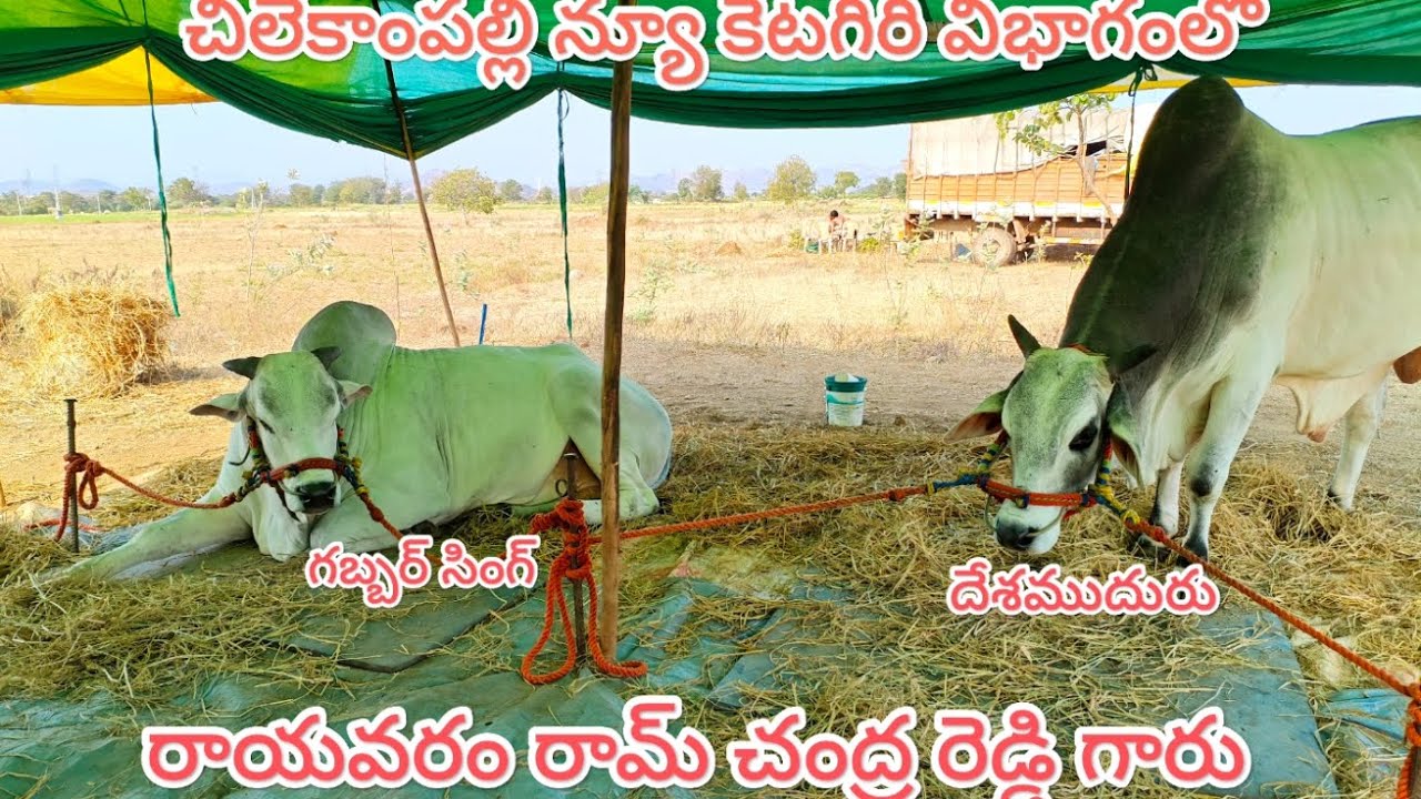 చెలేకంపల్లె  న్యూ కేటగిరి విభాగంలో రాయవరం రామ్ చంద్ర రెడ్డి గారు