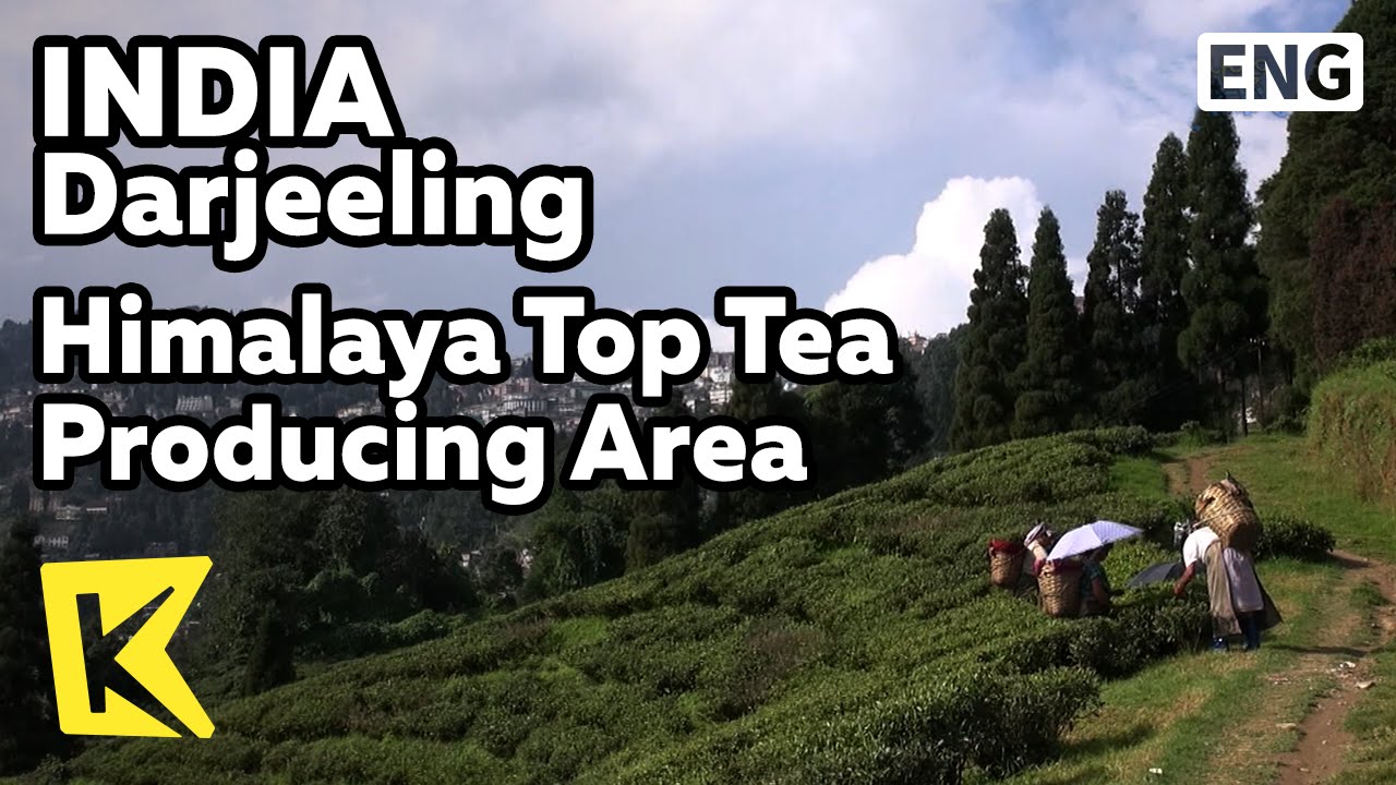 【K】India Travel-Darjeeling[인도 여행-다르질링]인도 최대 차 생산지/Himalaya/Top Tea Producing/Kanchenjunga/Plantation