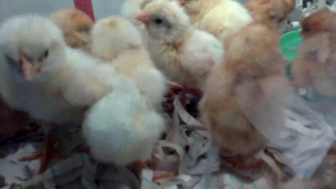 Chick Cam (2/4/26)