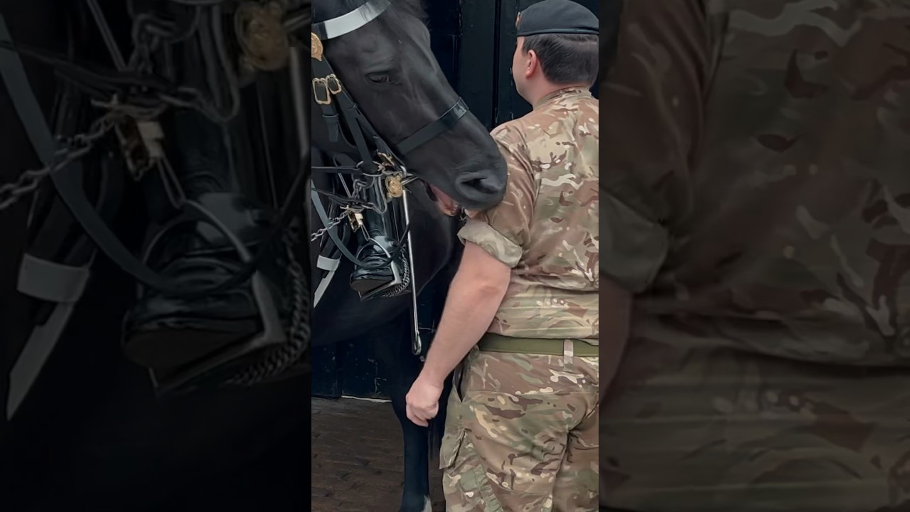 HORSE NIPS POLICE & SOLDIER ⚠️🐎 | Horse Guards, Royal guard, Kings Guard, Horse, London, 2024