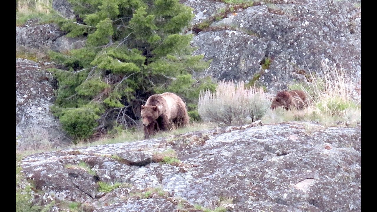 Buffalo Plateau Grizzly Bears - Yellowstone National Park