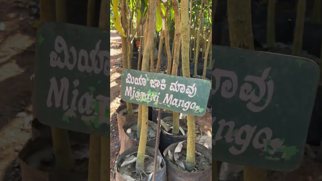 Mango varieties | Teja Nursery & Farms, Devanahalli 
