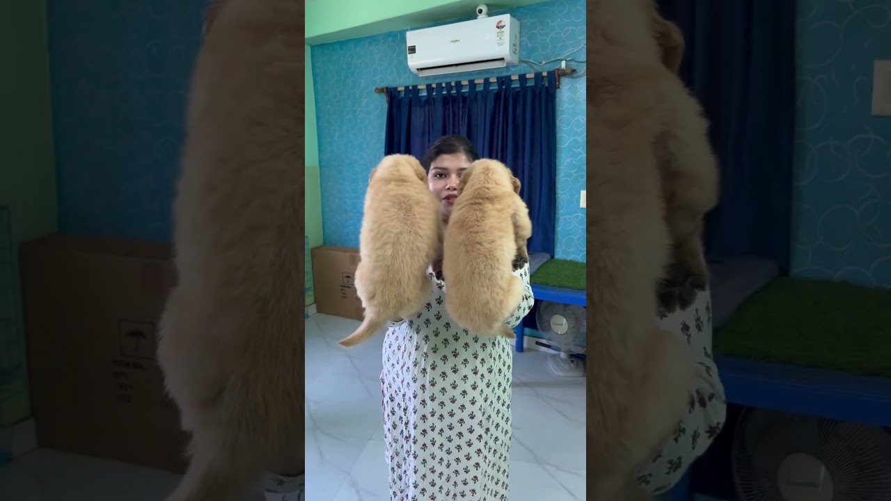 Golden Retriever Puppies Low Price.