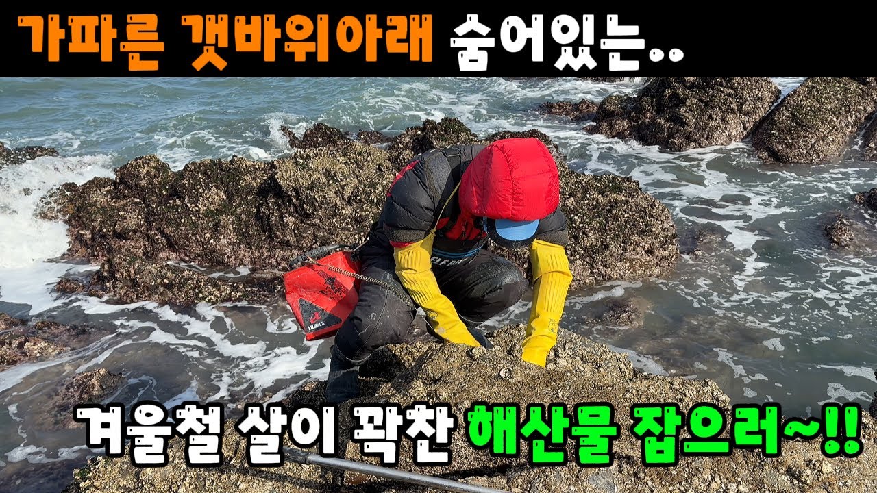 가파른 갯바위아래 숨어있는 겨울철 살이 꽉찬 해산물 잡으러~!!