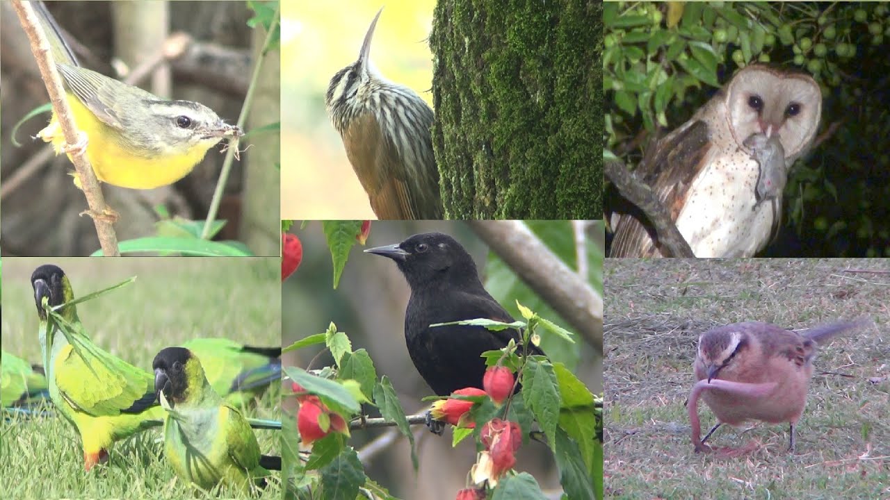 ¿QUÉ COMEN LAS AVES? / WHAT DO BIRDS EAT? *  Distintas especies, distintos alimentos.