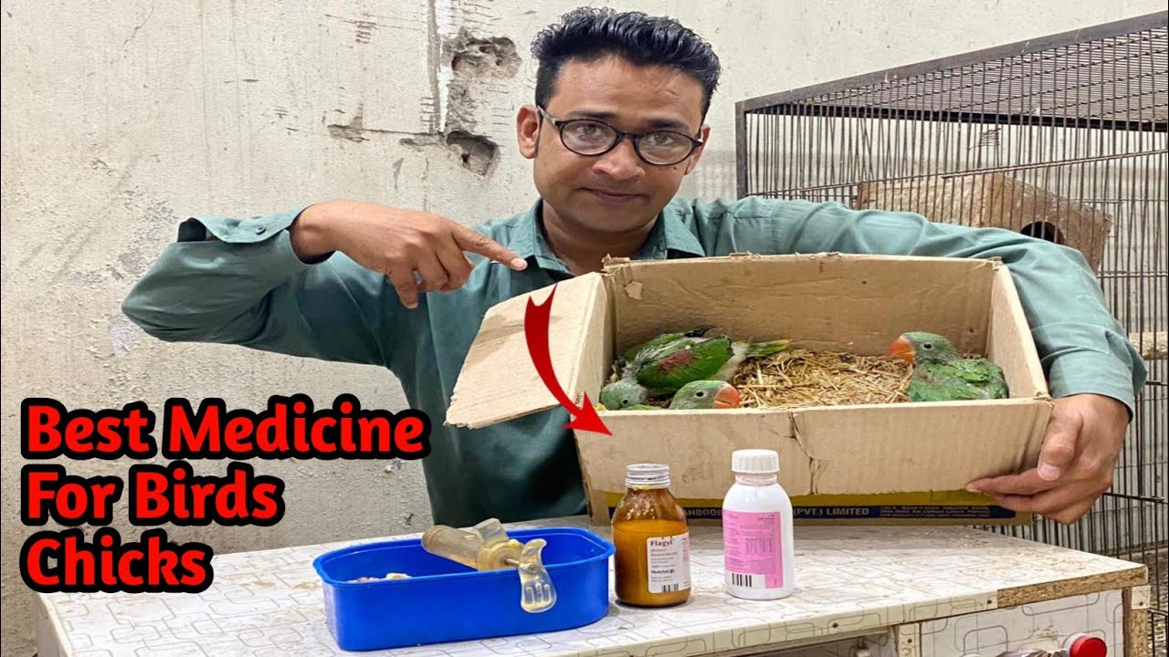 Raw Parrot Breeding Tips | Birds Best Medicine | How We Save Birds 