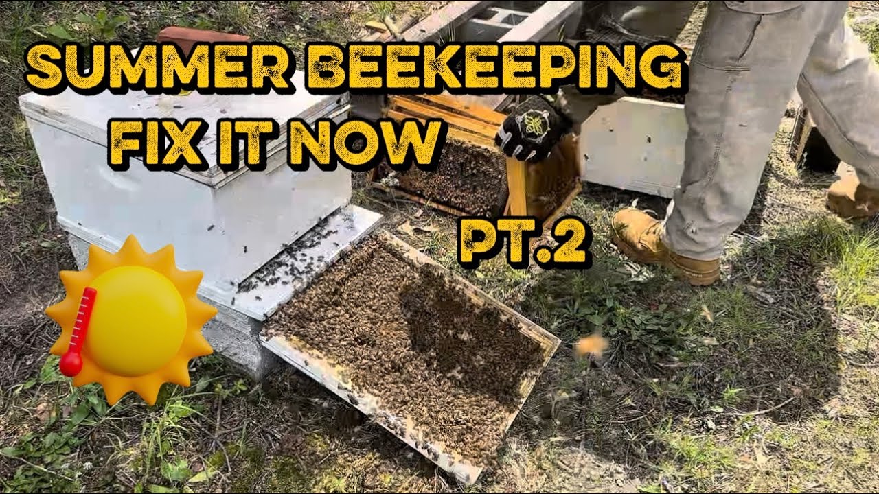 Summer Beekeeping part 2. “Fixing issues”