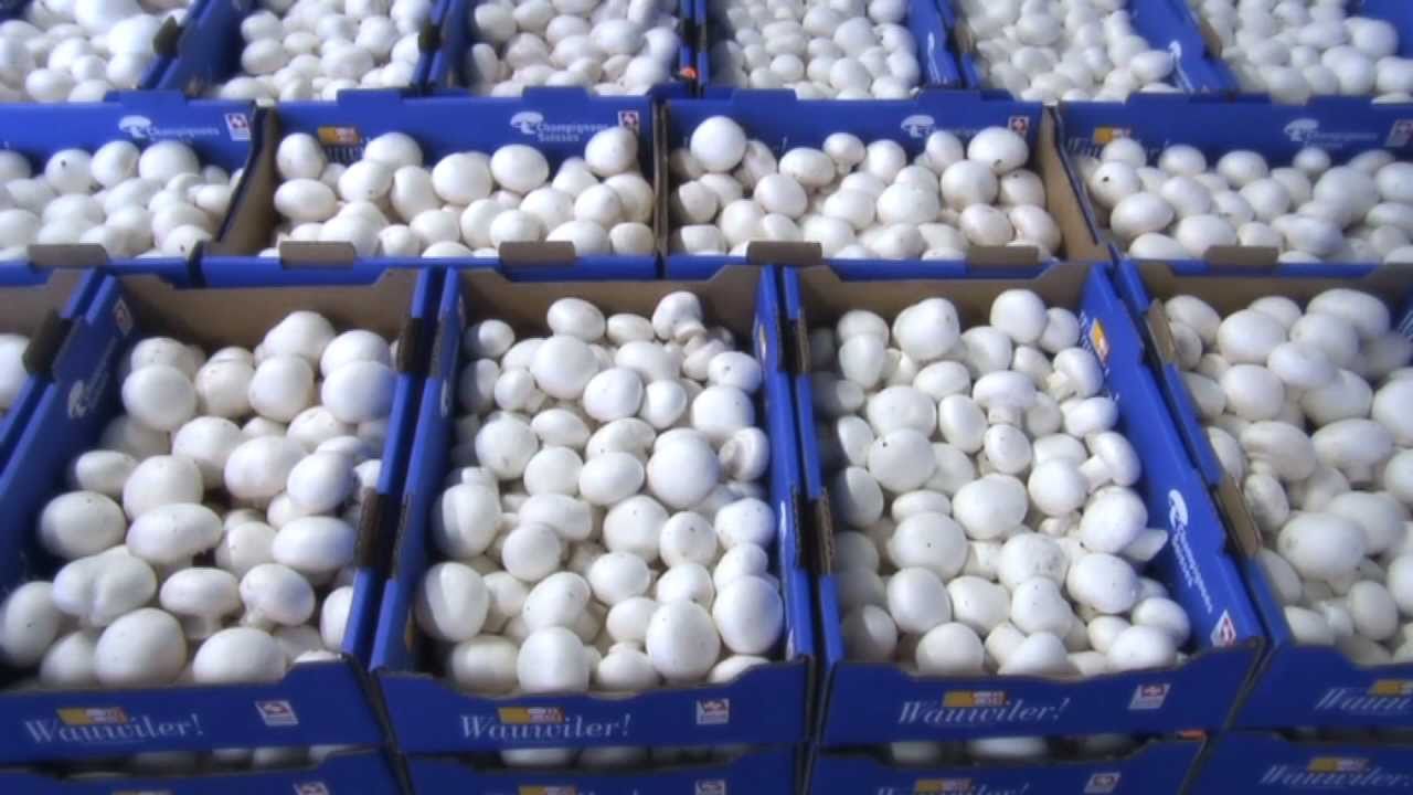 Wauwiler Champignons AG