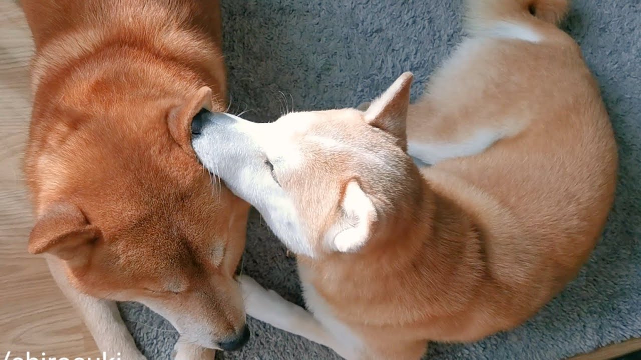 Romantic Times Between Shiro & Suki. Love is in the air
