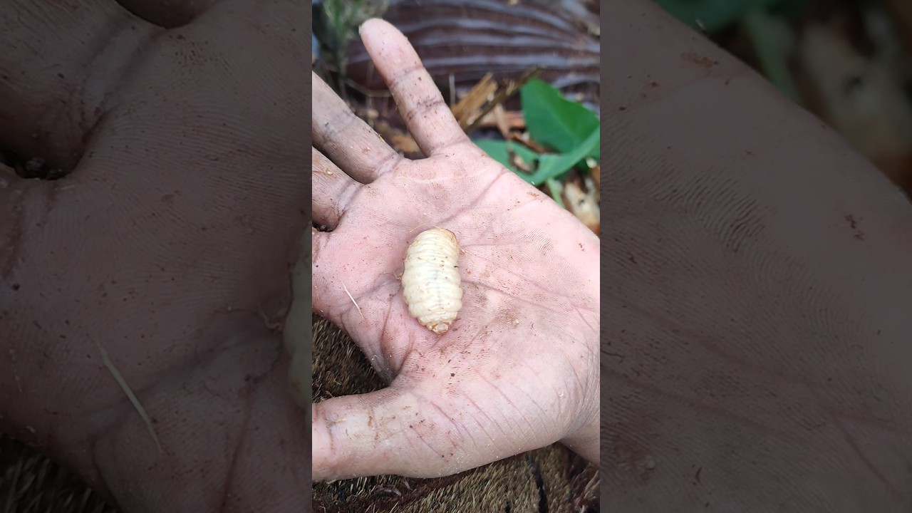 Woodworm #hunting #woodworm #wormeat #eating #worm