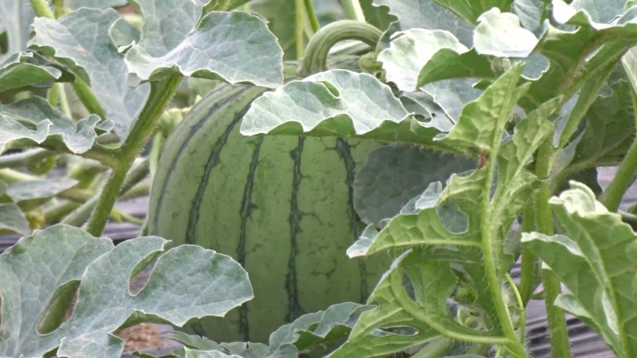 아기 수박이 귀엽게 열린모습..Growing Watermellon..수박재배하기...种植西瓜...Jeonju ..全州市..#아기수박#수박재배#수박농사#텃밭농사#Watermellon