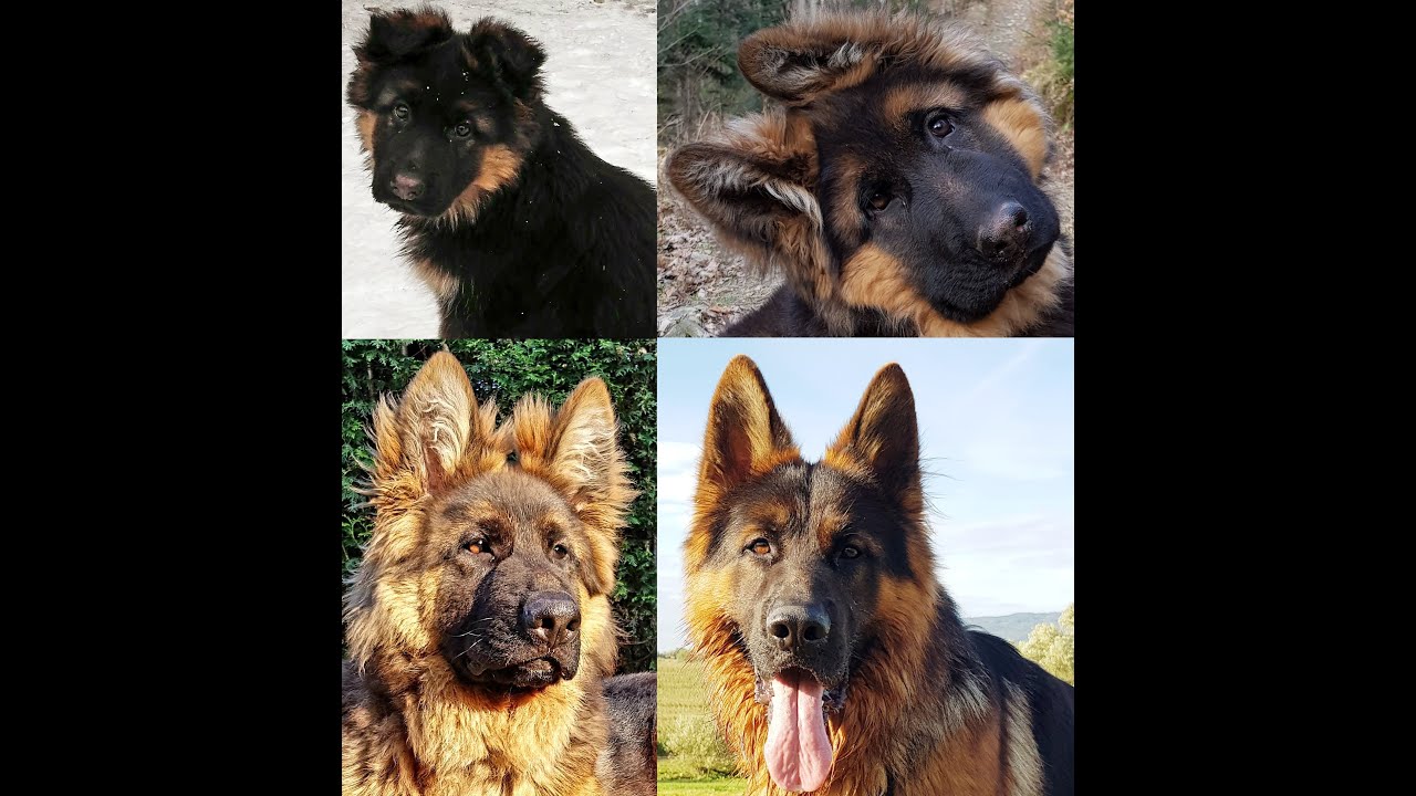 German Shepherd's growing up - 2 to 22 months/Owczarek Niemiecki dorastanie - 2 do 22 miesiące