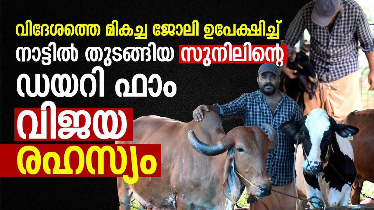വിദേശത്തെ ജോലി ഉപേക്ഷിച്ച്‌ നാട്ടിൽ തുടങ്ങിയ ഡയറി ഫാമിന്റെ വിജയ രഹസ്യം | Success story of Dairy Farm