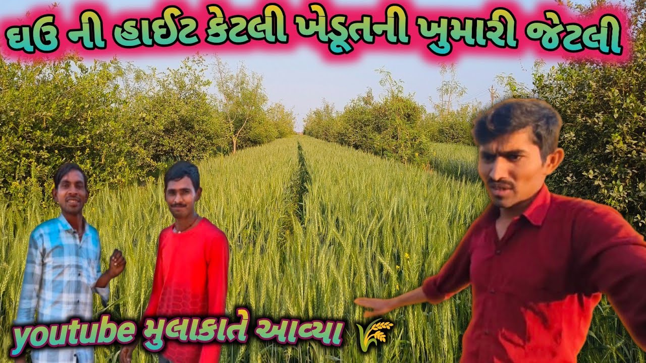 આ વર્ષના ઘઉં ની હાઈટ કેટલી //આજે આવ્યા મહેમાન // gamdani jivan saili 😂