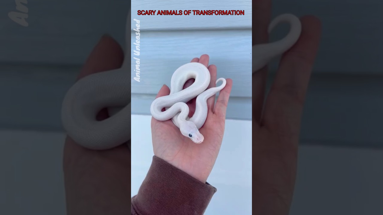 SCARY ANIMALS OF TRANSFORMATION ☠️💀