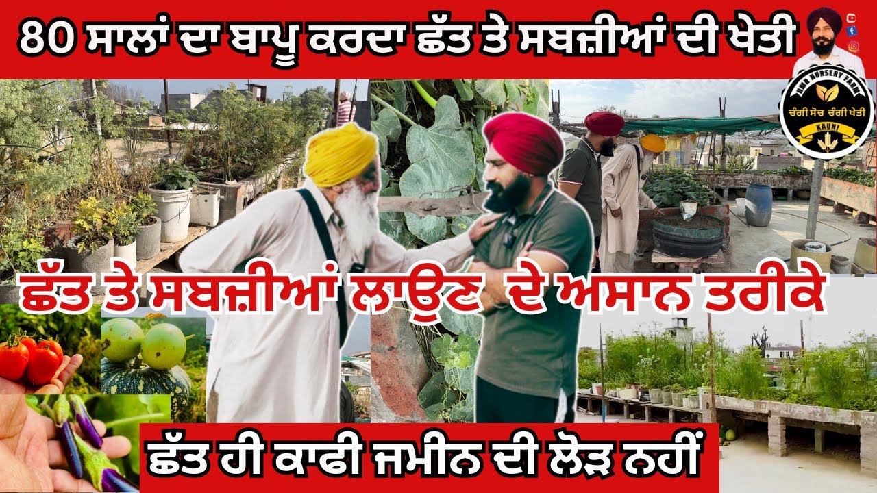 ਬਾਪੂ ਕੋਲੋ ਸਿਖੋ 👌ਛੱਤ ਤੇ ਸਬਜੀਆ ਲਾਉਣ ਦੇ ਅਸਾਨ ਤਰੀਕੇ।Terrace Garden Ideas
