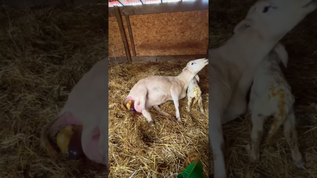 Sheep giving birth. Rosie had triplets. #sheep #lamb #homesteading
