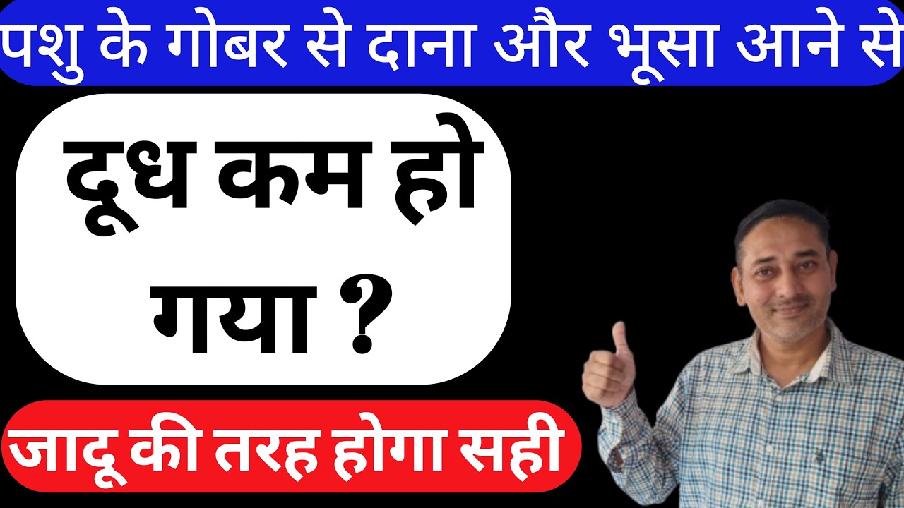 गाय भैंस में अपच की समस्या गोबर में दाने भूसा आने से दूध घट गया