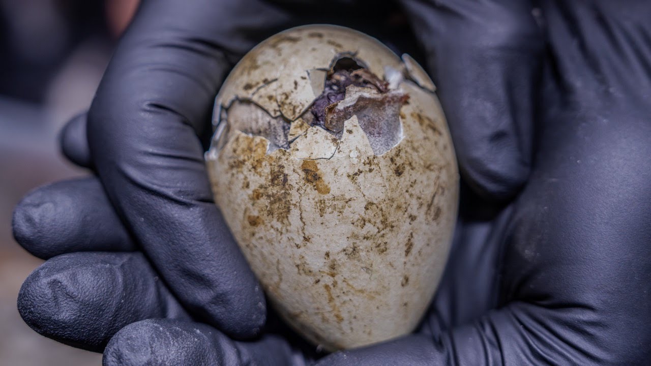 Cuteness Overload! A Penguin Chick's First Pip, to Their First Dip.