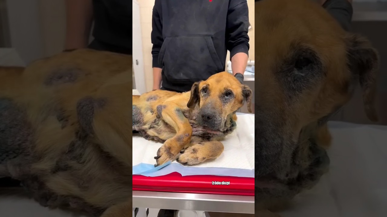 Odebrany dużej firmie, kt&oacute;ra chce go ODZYSKAĆ? 🤬 #dioz #shorts #dog